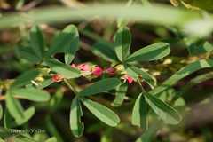 Indigofera trifoliata var. duthiei